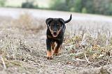 BEAUCERON - PUPPIES 148